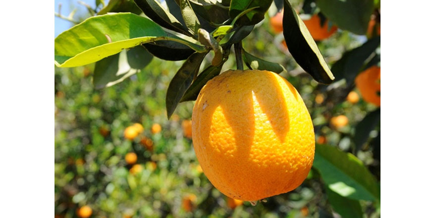Narenciyeciler hasatla ilgili acil tedbir istiyor