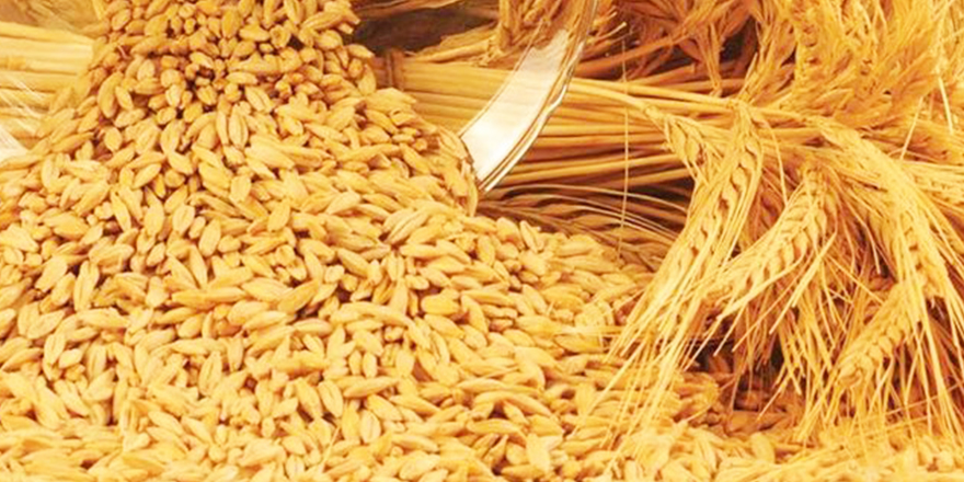 Arpa yüzde 33 zamlandı