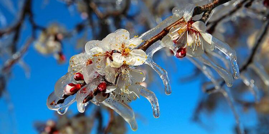 Yarın ve Cuma sabahı don olayı bekleniyor