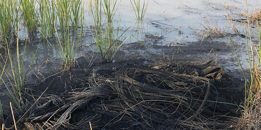 Mehmetçik'te çevre katliamı!