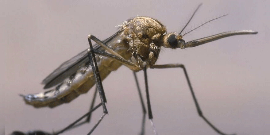 Yeni bir sıtma sineği keşfedildi: Kıtada panik