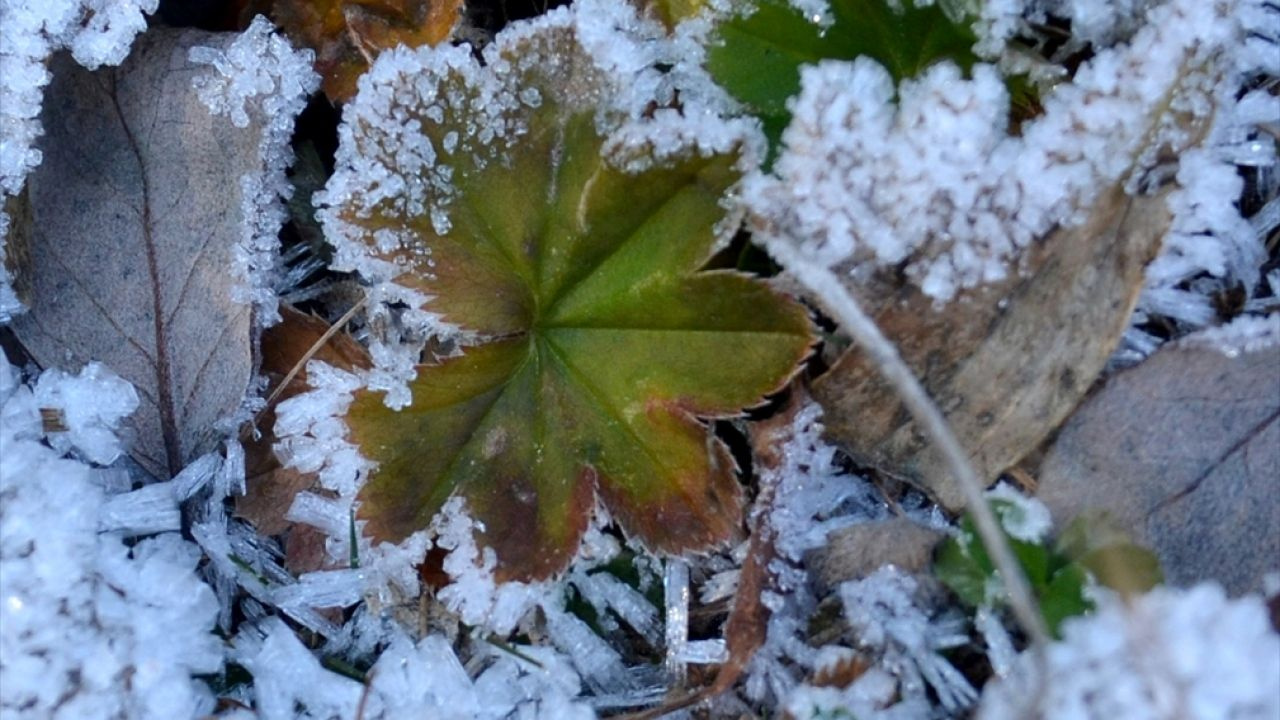 3 gün sabahları yer yer don bekleniyor