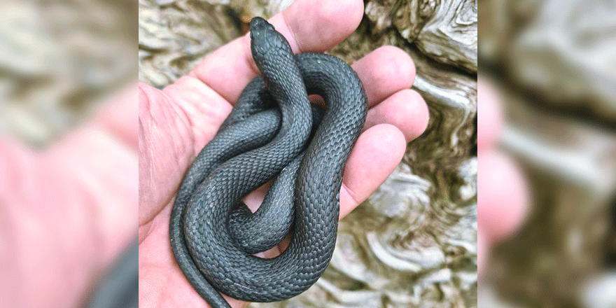 Sadece Kıbrıs’ta olan su yılanı
