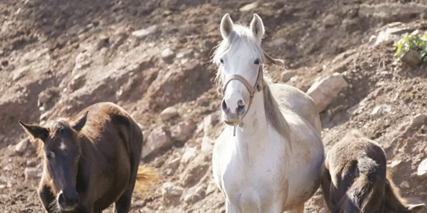 Kayıp atlarla ilgili yeni iddia