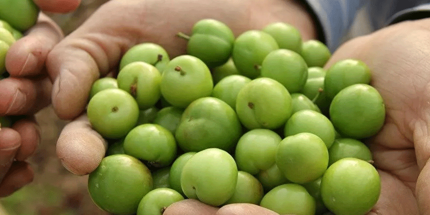 Üreticiden alım fiyatı düştüğü için erikleri toplamama kararı