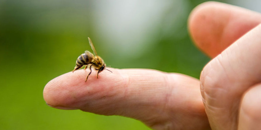 Bilim insanları arılara corona virüsü koklamayı öğretti
