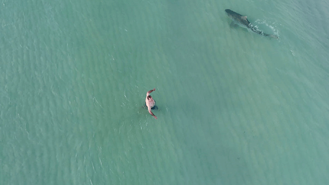 Avustralya'da köpek balıklarına karşı İHA devriyesi