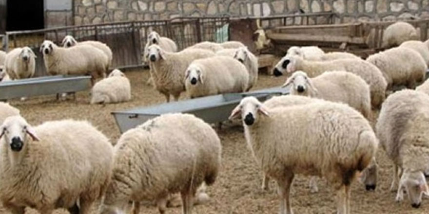 DÜÇ, Kasaplık Hayvan Satışı Yapacak