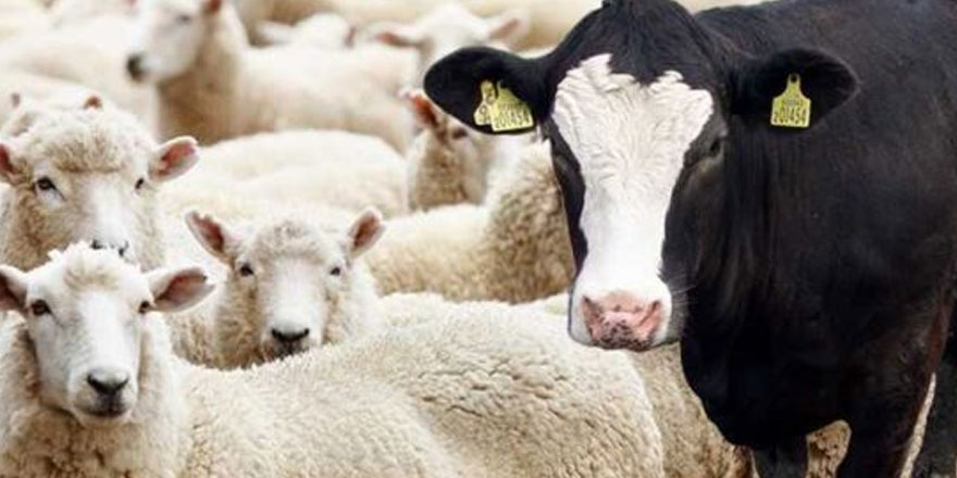 Hayvan beyanları için son tarih 16 temmuz