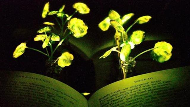 ABD'li bilim insanları ışık saçan bitki yarattı