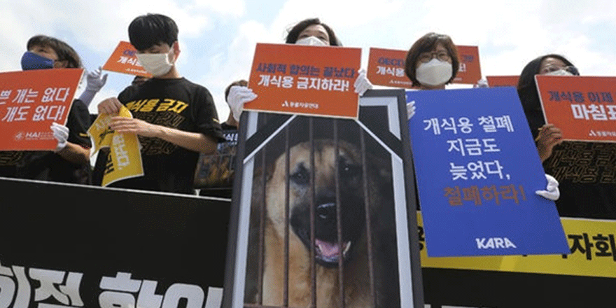Güney Kore'de köpek eti tüketiminin yasaklanması gündemde