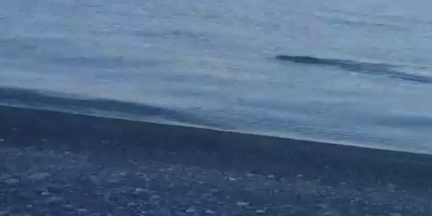 Yaban domuzunu ‘Van Gölü Canavarı’ zannedip taş attılar