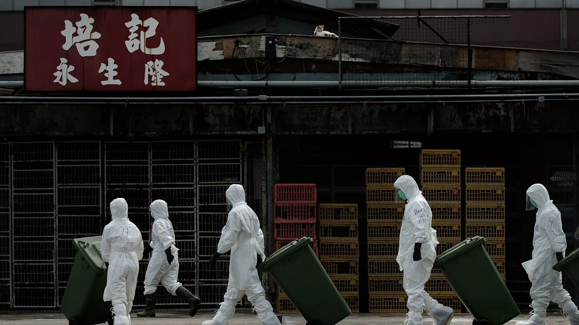 Çin’in Guangdong eyaletinde H5N6 tipi kuş gribi vakası görüldü