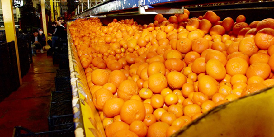 Bakanlar Kurulu üreticilere destek kararı aldı