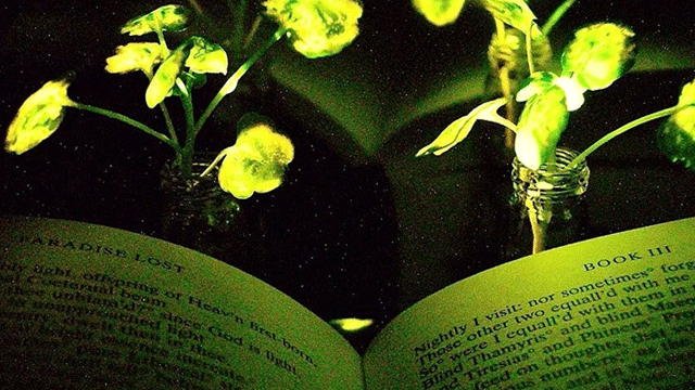 Bu parlayan bitkiler varken masa lambasına gerek kalmayacak