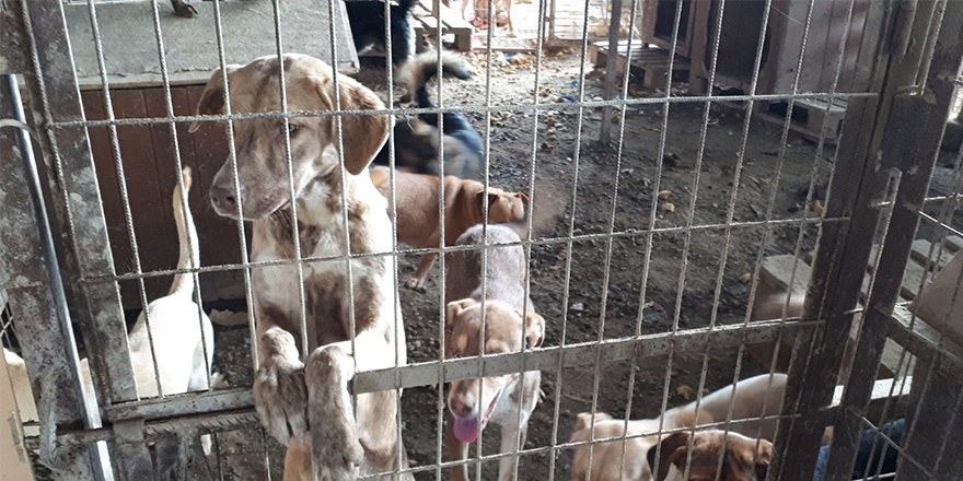 'Sözde' barınakta 70 köpek yaşam mücadelesi veriyor