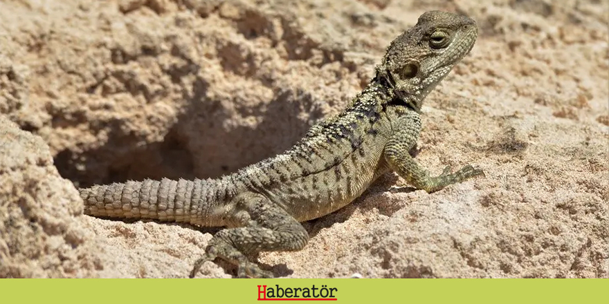 Kıbrıs biyoçeşitliliğine yeni endemik sürüngen türlerinin eklendi