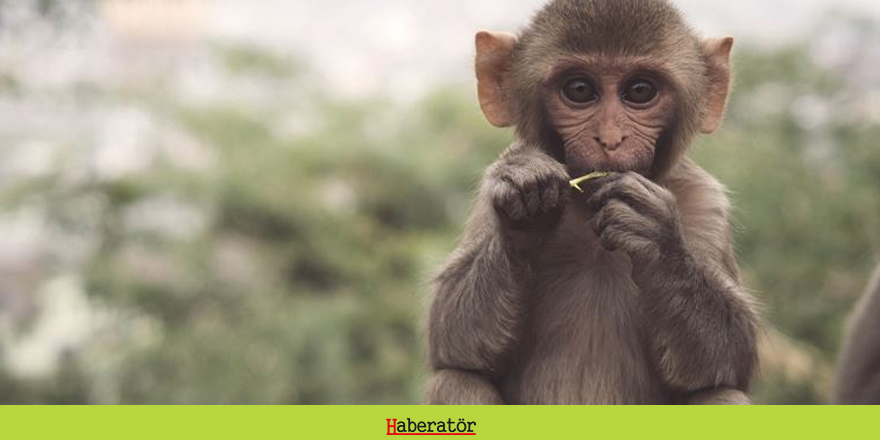 Neuralink deneylerde 8 maymunu öldürdüğünü itiraf etti