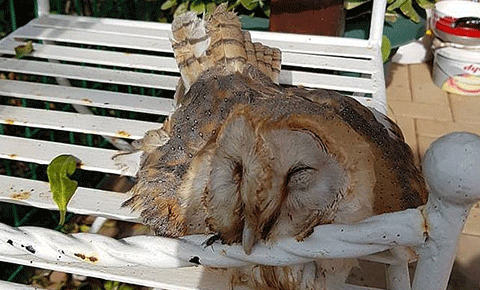 Bunları vuranlar avcı olamaz