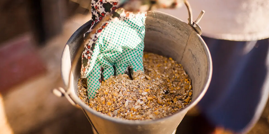 Hayvan yemine zam yolda!