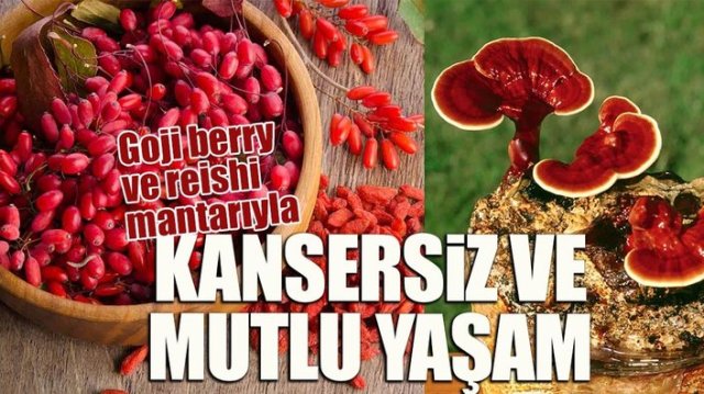 Goji berry ve reishi mantarıyla kansersiz ve mutlu yaşam
