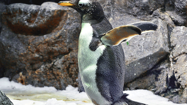 'Karlı ve buzlu yolda penguen gibi yürüyün'