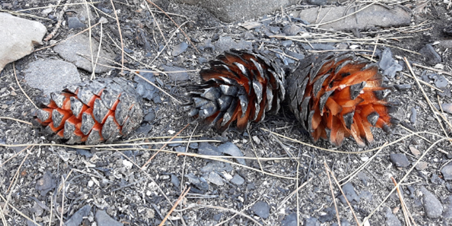 "Kozalaklar El bombası gibi"