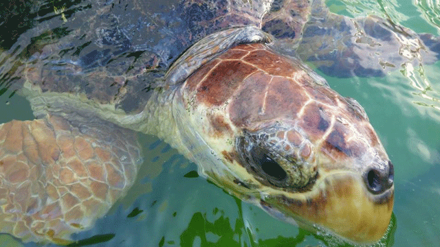 Bozdağ Balıkçılık’tan yaban hayata duyarlı yardım