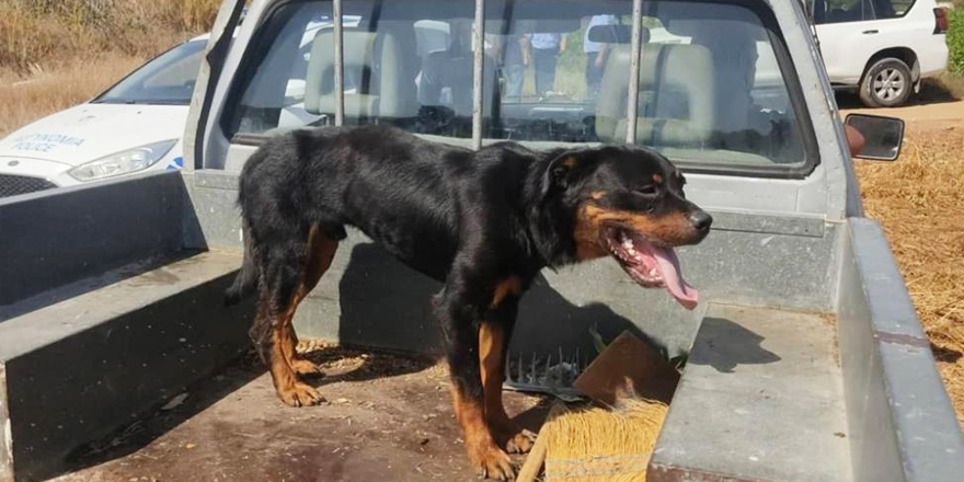 Rotweiler cinsi köpek 8 yaşındaki çocuğa saldırdı