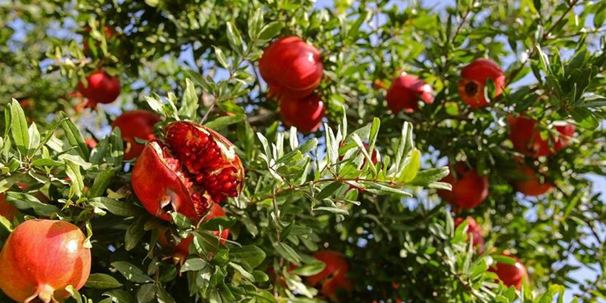 600 kilo nar ve birçok ürün çaldılar