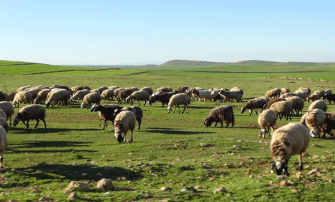Hayvanlarımızın içme suyu çok pahalı