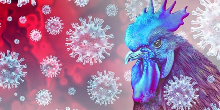 “Tüm kümes hayvanları kapalı alanlarda tutulmalı”