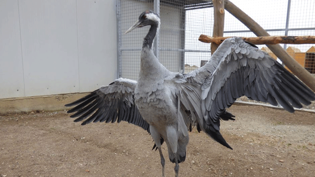 9 yıl sonra umut ışığı