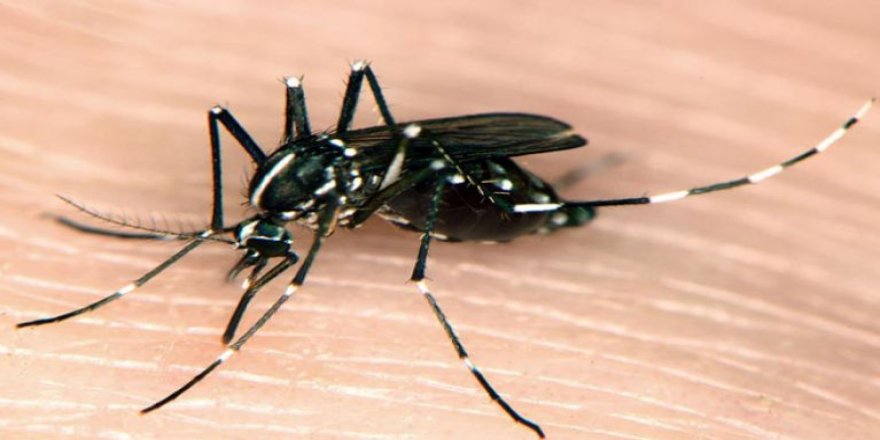 Girne'de "Asya Kaplan sivrisineği" tespit edildi