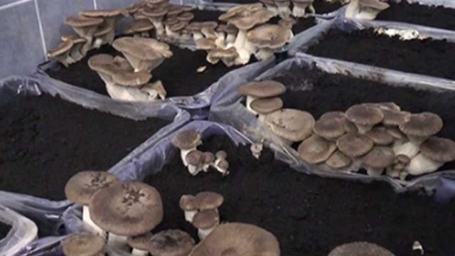 Doğadan doku örneği aldığı gavcar mantarını üretmeyi başardı