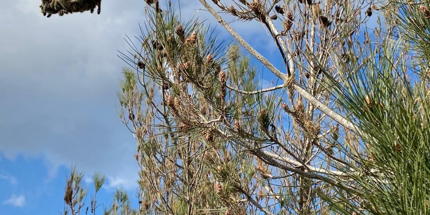 “Çam kese böceği, ciddi tehdit oluşturmaktadır”