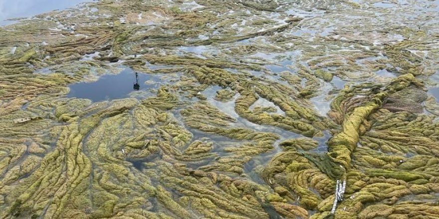 Çevre Koruma Dairesi, Bafra Sulak Alanında temizleme çalışması yapıldığını duyurdu