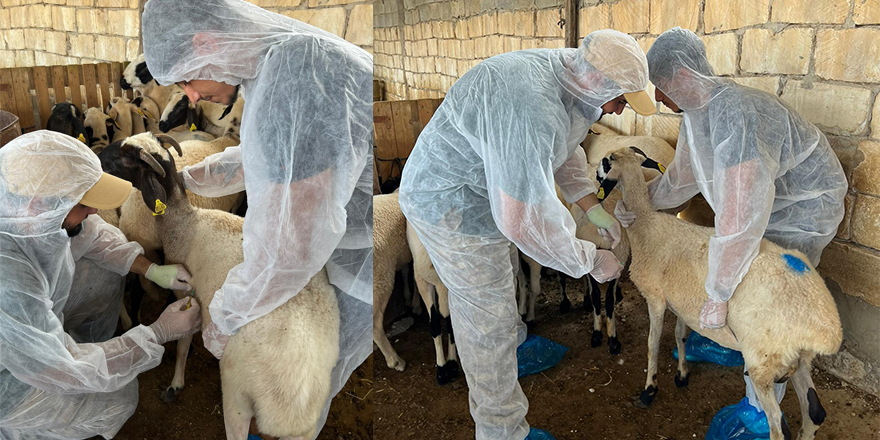 Hastalığa karşı 46 işletmede 5 bin 750 koyun ve keçi aşılandı