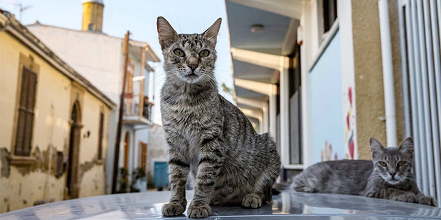 “Kıbrıs’ta 300 bin kedi koronavirüs nedeniyle öldü”