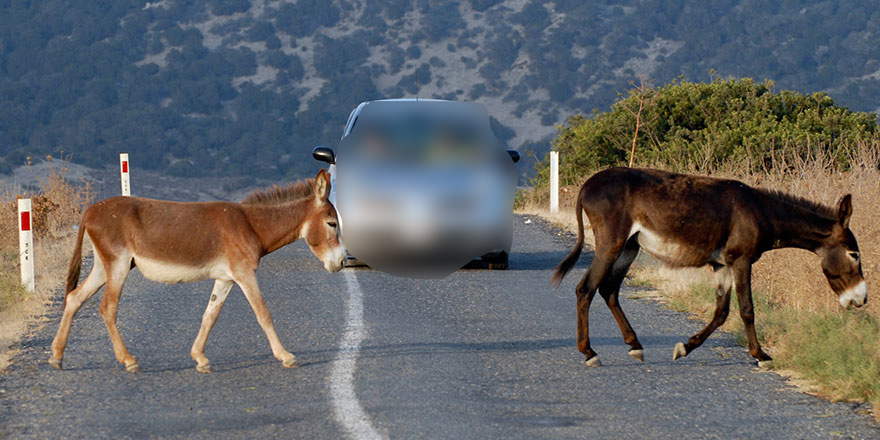 Alkollü araç sürücüsü eşeğe çarptı