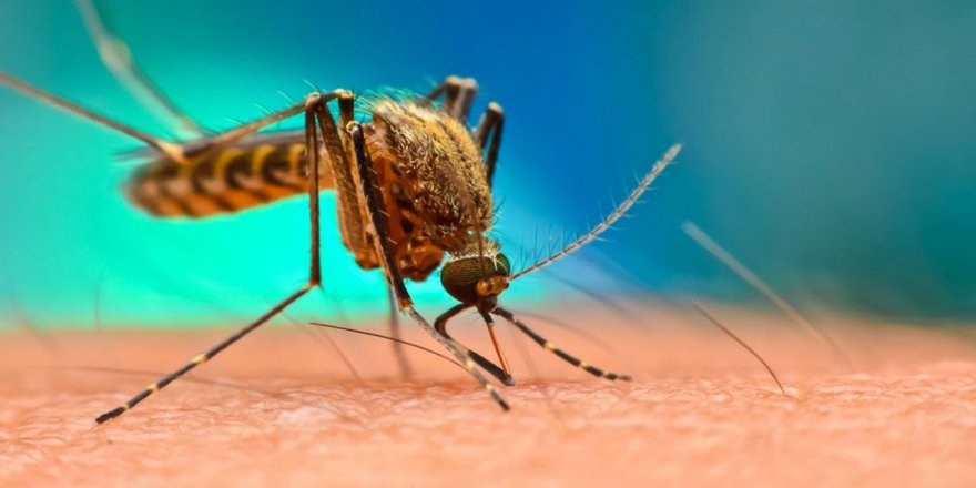 Lefkoşa’da Batı Nil Virüsü vakası tespit edildi