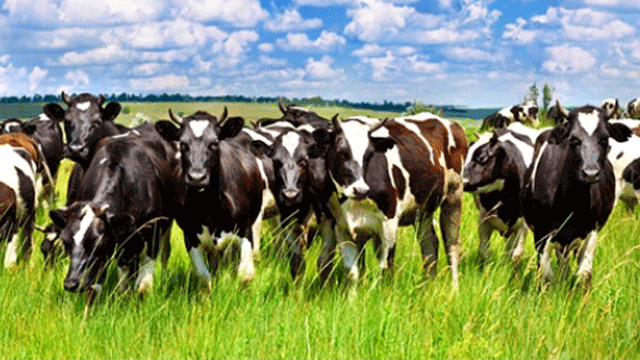 Büyükbaş hayvan düşük zararı için 72 bin TL ödendi