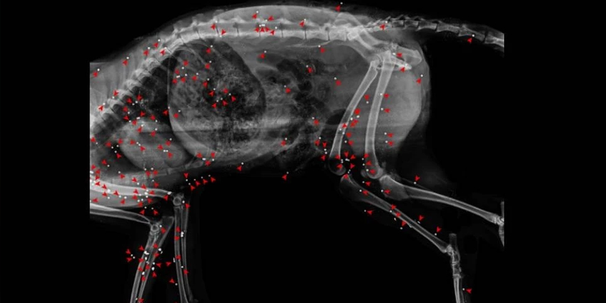 Lapta’da kızıl tilki katliamı!