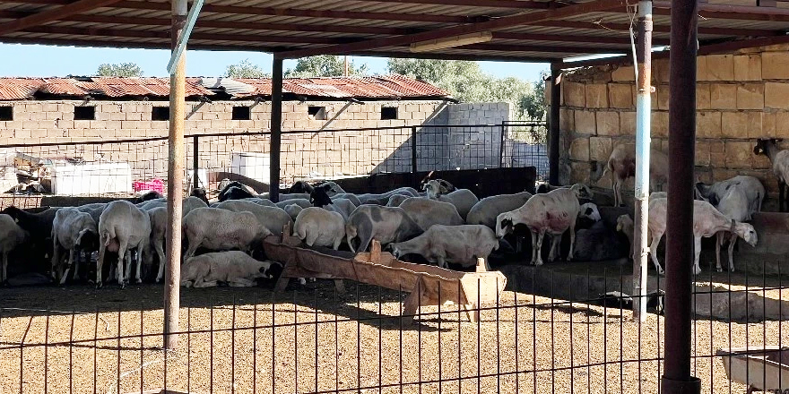 Bostancı köyünde köpek saldırısı!