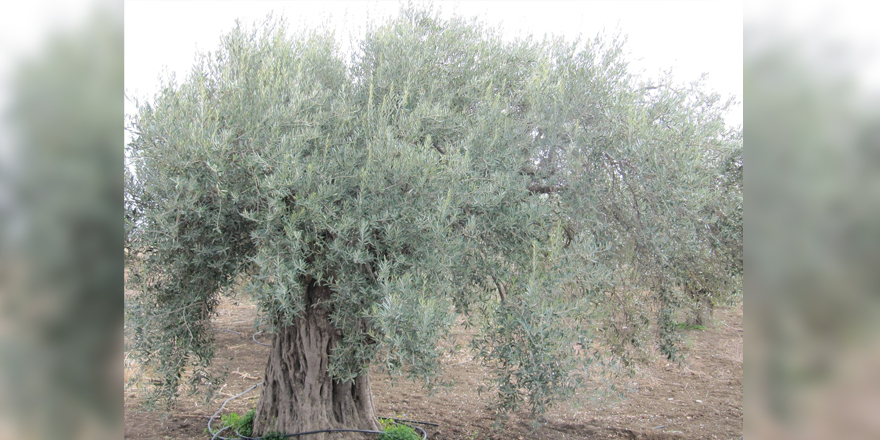 KKTC'de ilk kez bir zeytin türü "Ada Yerlisi" adıyla tescil edildi