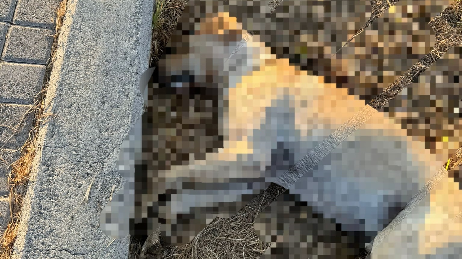 Lapta'da köpek katliamı!