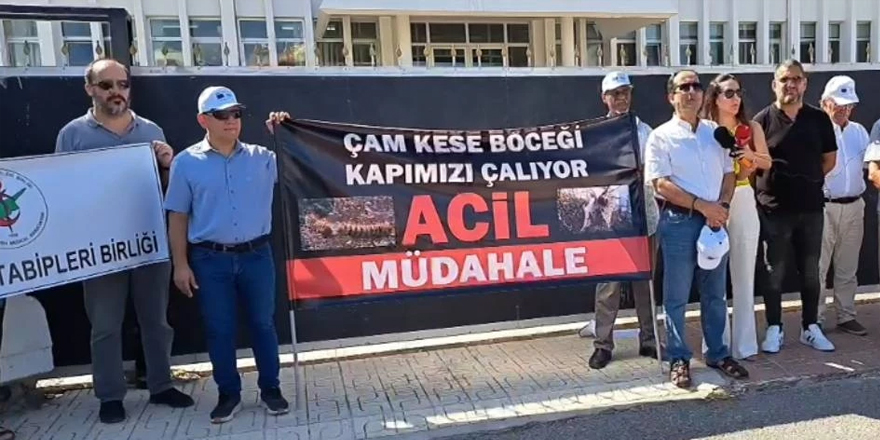 Çevre Platformu, çam kese böceği tehdidine karşı acil önlem talep ediyor