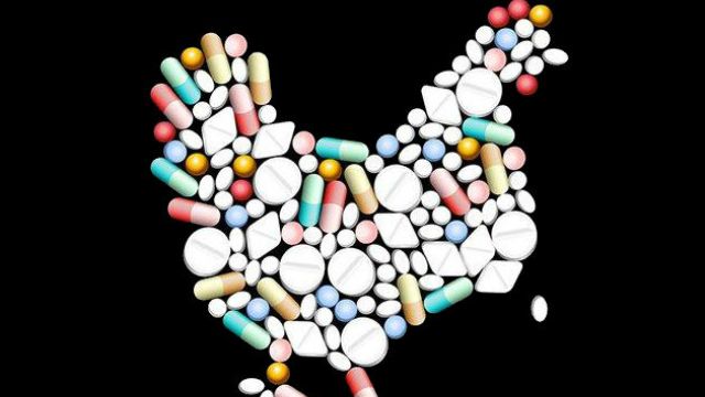 Güneyde hayvanlara 8 kat fazla antibiyotik veriliyor