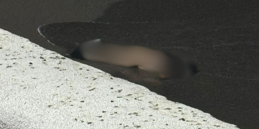 Cebiroğlu'nun ölüm sebebi; Yüksekten düşme, beyin kanaması, suda boğulma