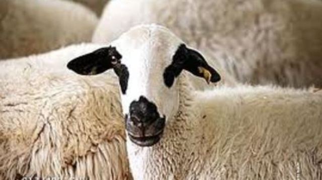 Sebzelerini koyunlara yem ediyor!